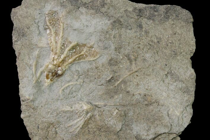 Fossil Crinoid (Dichocrinus) - Gilmore City, Iowa #157214